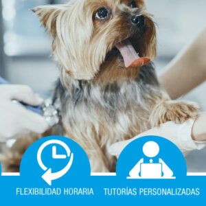 Auxiliar de veterinaria