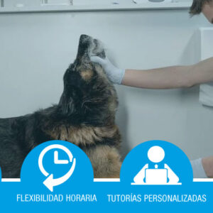 Especialista en dermatología veterinaria