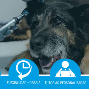 Especialista en urgencias veterinarias y quirófanos