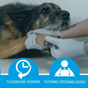 Primeros auxilios aplicados a perros